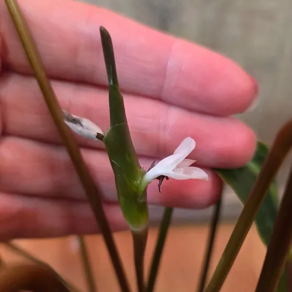 Goeppertia Picturata 'Vandenheckei'