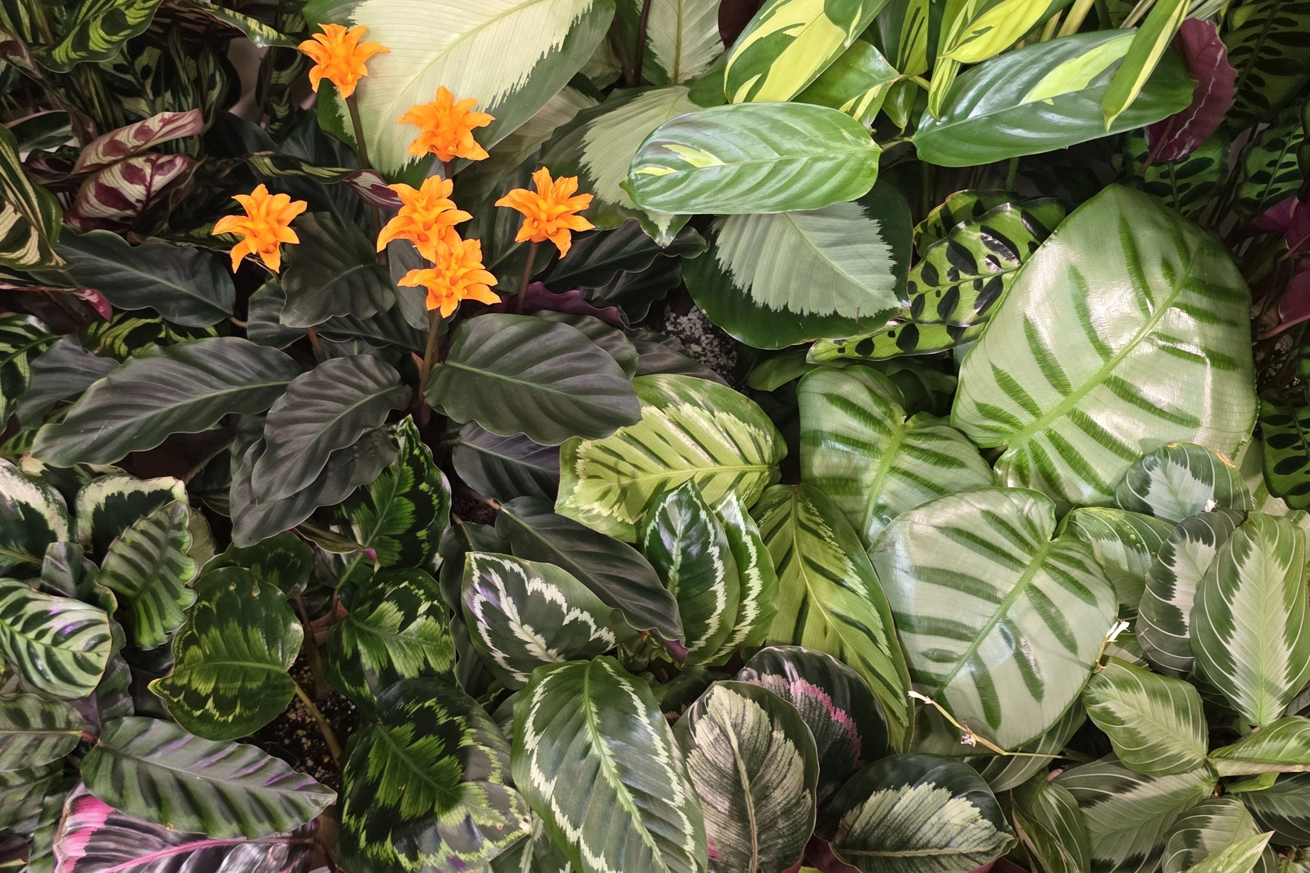 Part of my tropical plant collection