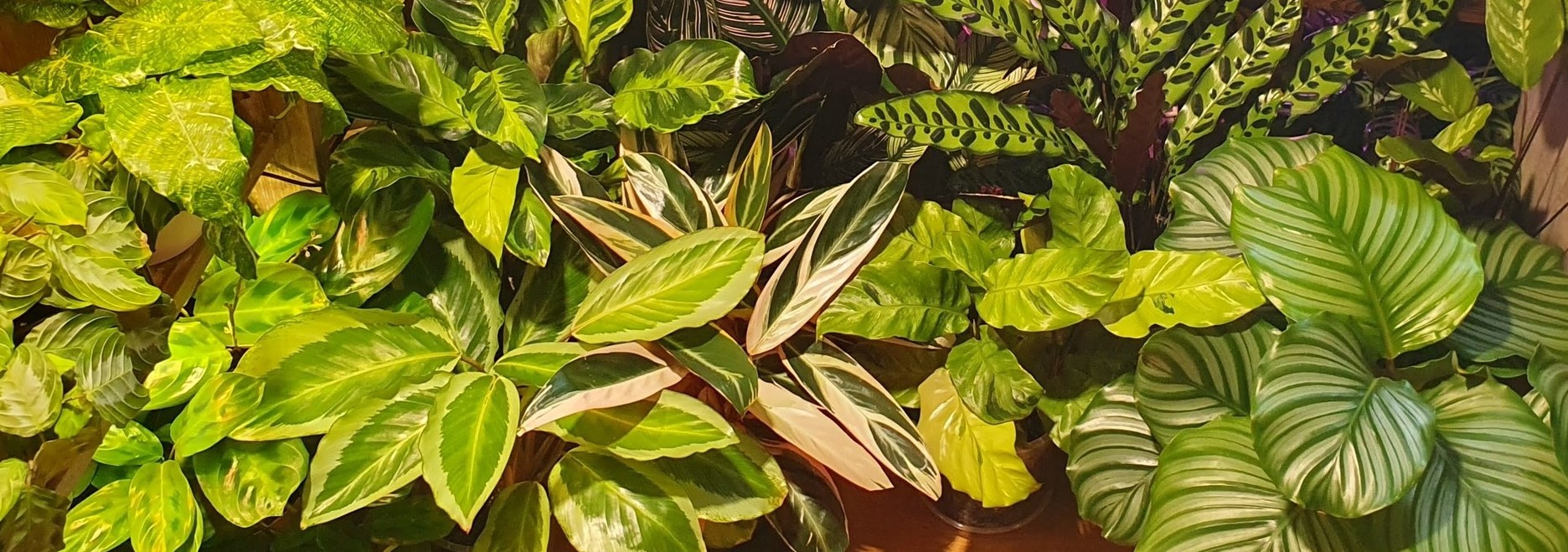 My Belgian Tropics